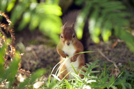 Red squirrel on Brownsea Island
